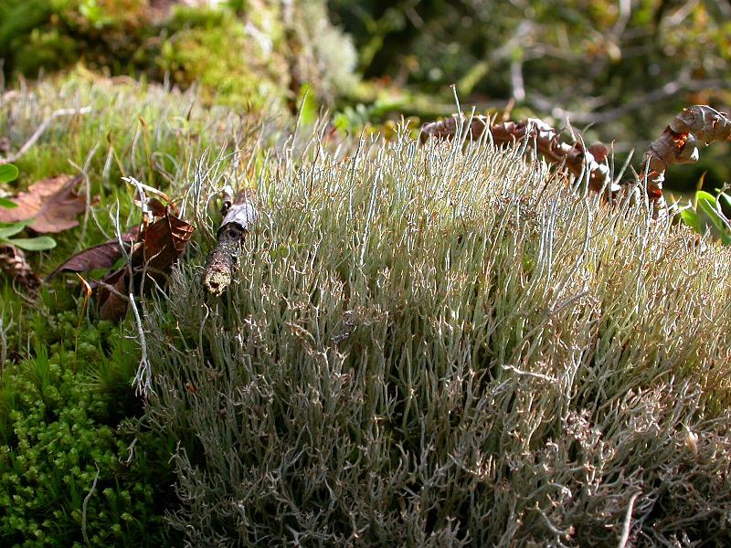 Wistman's Wood Moss and Lichen 4.jpg